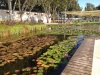 Поездка в Израиль 2014: Центральный парк в Ришоне, искусственный пруд